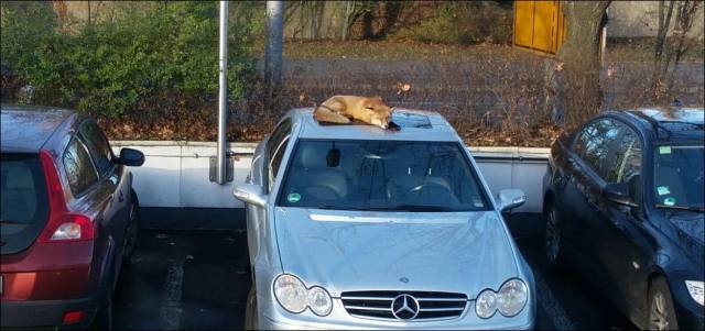 daily picdump 99 pics 2.html - 99 HD Photos | Premium Gallery 2016