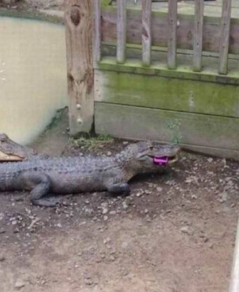 daily picdump 108 pics 2.html - 108 HD Photos | Premium Gallery 2016