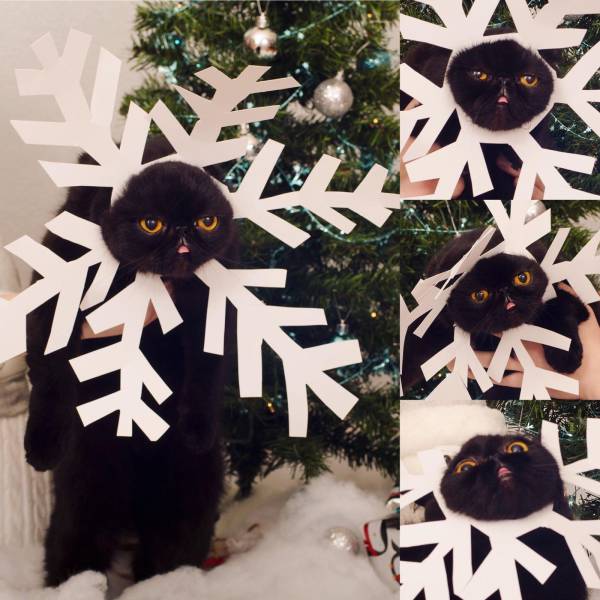 daily picdump 102 pics 3.html - 102 HD Photos | Premium Gallery 2016