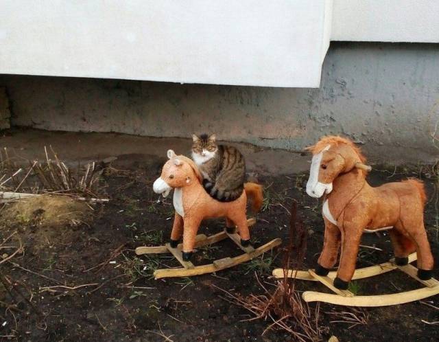 daily picdump 102 pics 3.html - 102 HD Photos | Premium Gallery 2016