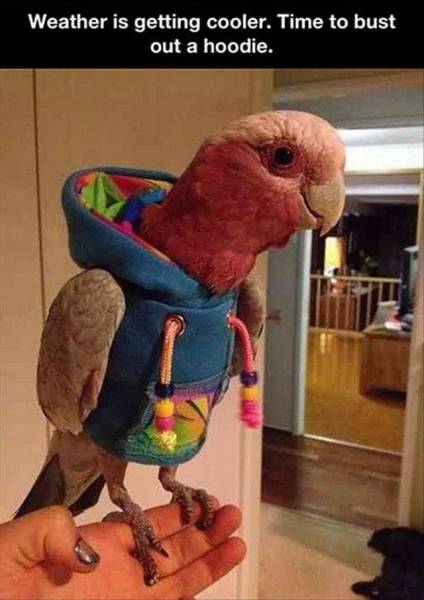 daily picdump 109 pics 45.html - 109 HD Photos | Premium Gallery 2016