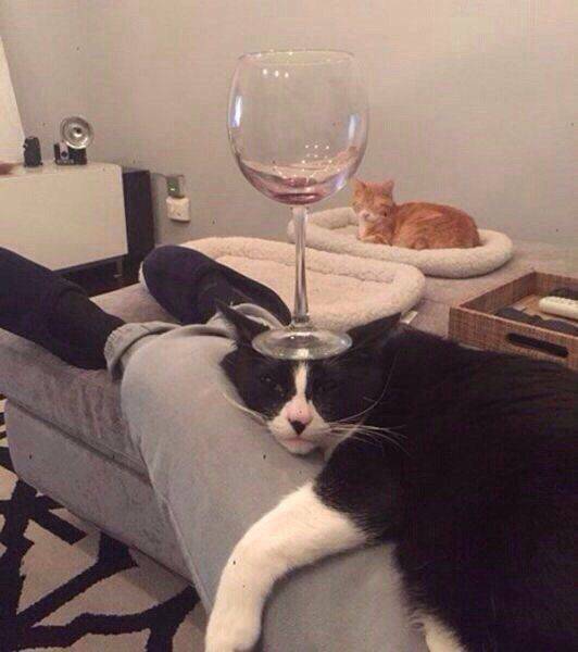 daily picdump 109 pics 45.html - 109 HD Photos | Premium Gallery 2016