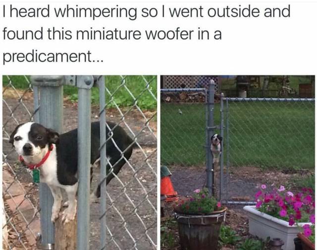 daily picdump 102 pics 48.html - 102 HD Photos | Premium Gallery 2016