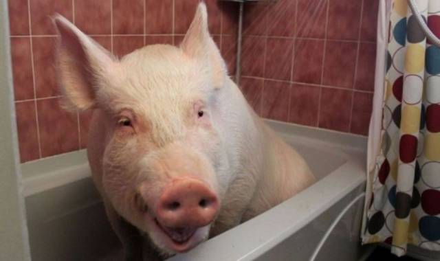 daily picdump 102 pics 33.html - 102 HD Photos | Premium Gallery 2016