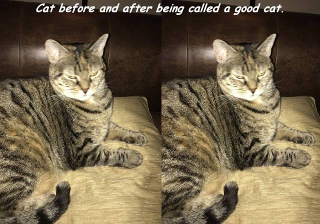 daily picdump 92 pics 15.html - 92 HD Photos | Premium Gallery 2016