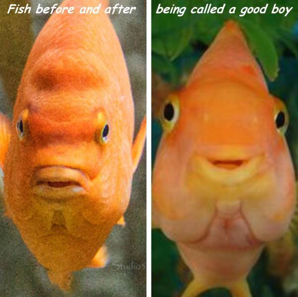 daily picdump 92 pics 15.html - 92 HD Photos | Premium Gallery 2016