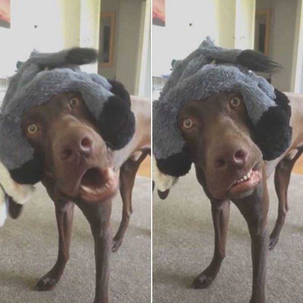 daily picdump 92 pics 15.html - 92 HD Photos | Premium Gallery 2016