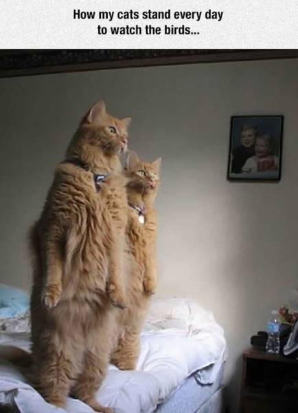 daily picdump 98 pics 36.html - 98 HD Photos | Premium Gallery 2016