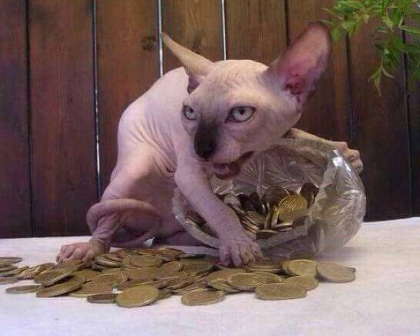 daily picdump 98 pics 36.html - 98 HD Photos | Premium Gallery 2016