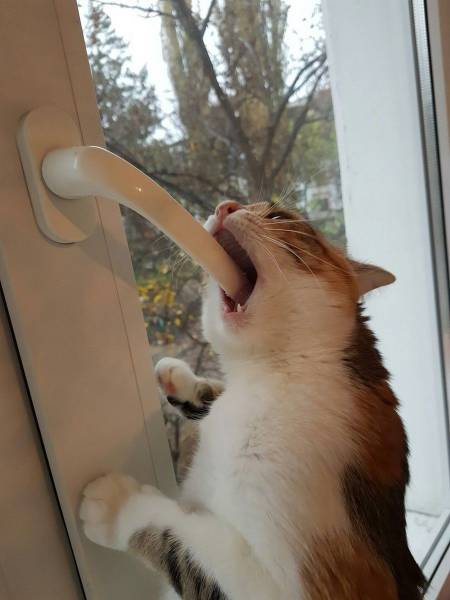 daily picdump 98 pics 36.html - 98 HD Photos | Premium Gallery 2016