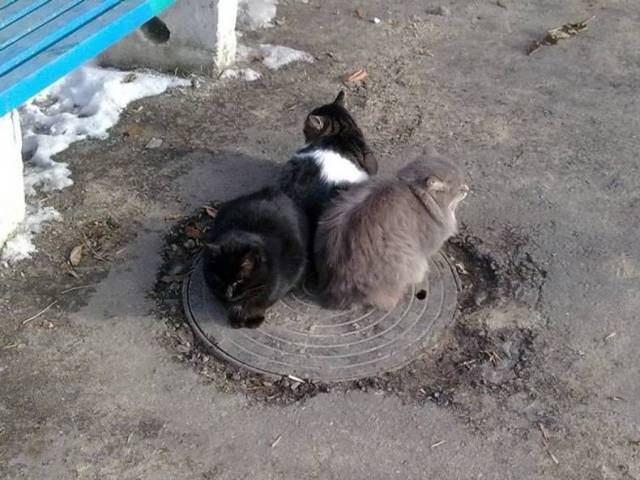 daily picdump 90 pics 24.html - 90 HD Photos | Premium Gallery 2016