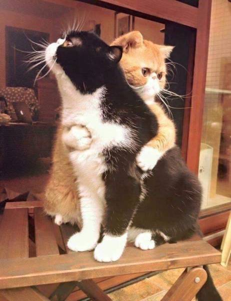 daily picdump weekend edition 81 pics 2.html - 81 HD Photos | Premium Gallery 2017