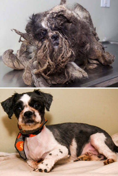 These Dogs Have Seen The Worst But Were Still Saved