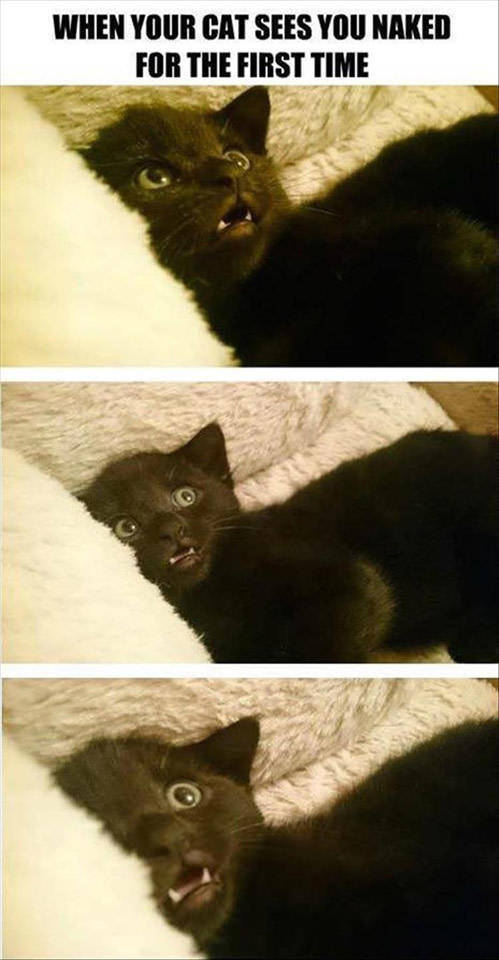 funny picdump 52 pics 9.html - 52 HD Photos | Premium Gallery 2017