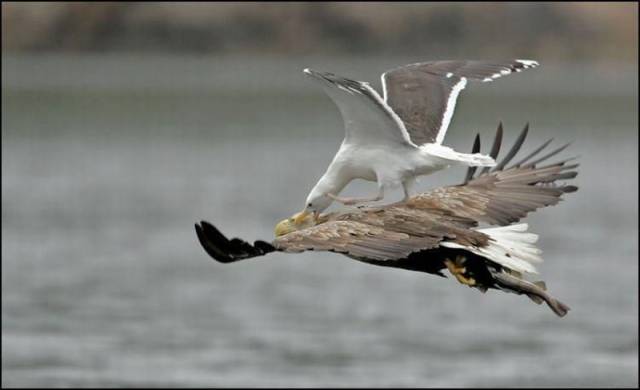 daily picdump 102 pics 9.html - 102 HD Photos | Premium Gallery 2017