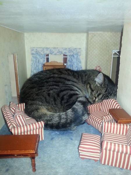 daily picdump weekend edition 52 pics 2.html - 52 HD Photos | Premium Gallery 2017