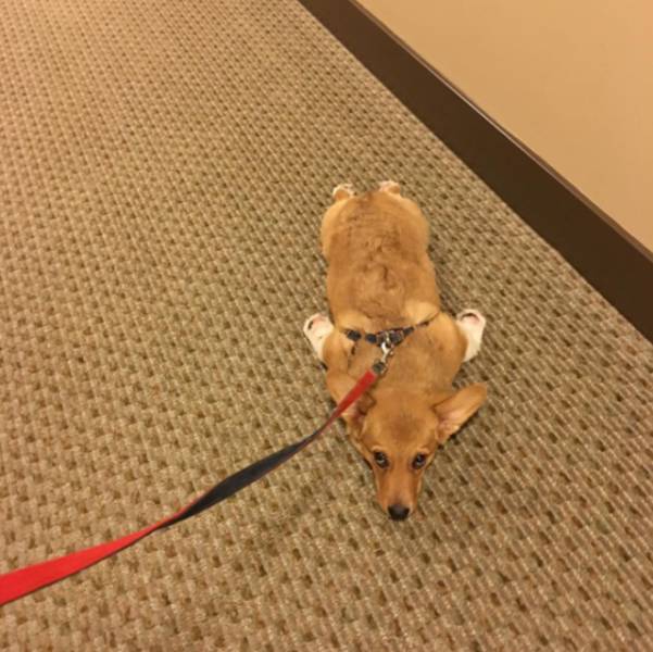 daily picdump weekend edition 52 pics 2.html - 52 HD Photos | Premium Gallery 2017