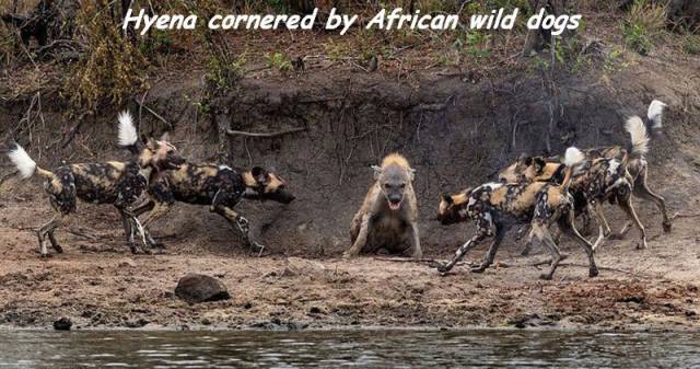 daily picdump 97 pics 29.html - 97 HD Photos | Premium Gallery 2017