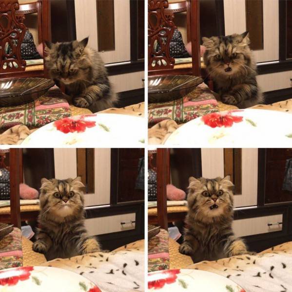 daily picdump 103 pics 32.html - 103 HD Photos | Premium Gallery 2017